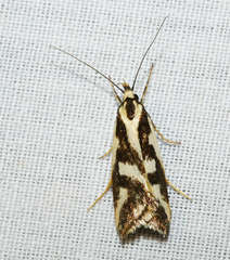 Epithymema incomposita