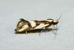 Epithymema incomposita