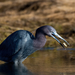 Little Blue Heron - Photo (c) Steven McGrath, some rights reserved (CC BY-NC), uploaded by Steven McGrath
