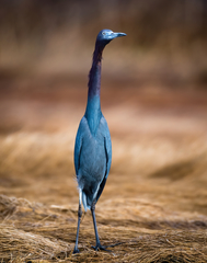 Little Blue Heron photo 5