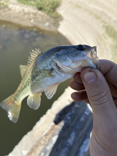 Largemouth Bass