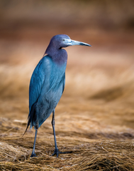 Little Blue Heron photo 4