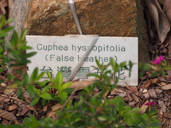 Cuphea hyssopifolia