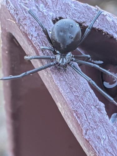 Western Black Widow