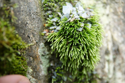 Anomobryum julaceum observed 2026-09-26
