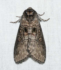 Discophlebia celaena