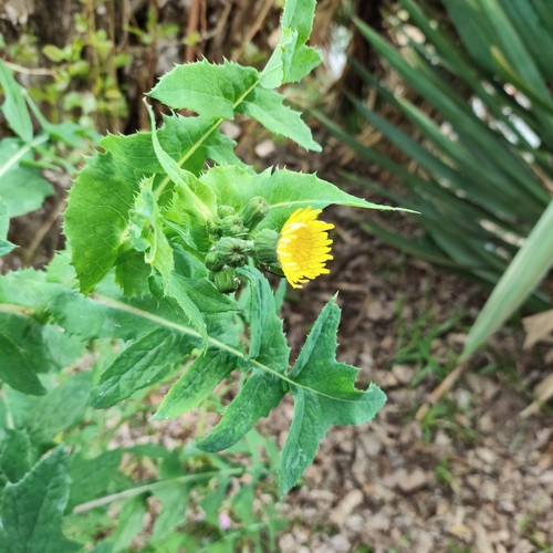 Common Sow-thistle