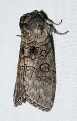 Discophlebia celaena