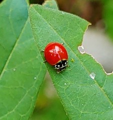 Cycloneda sanguinea