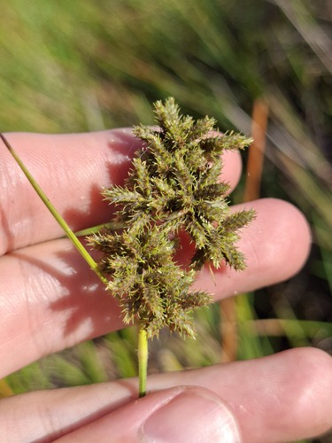 Fuirena umbellata observed 2026-09-26