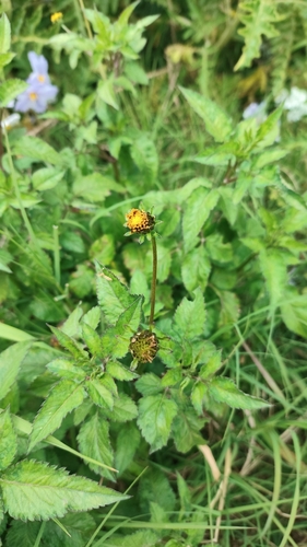 Hairy Beggarticks