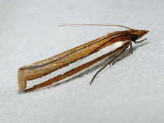Corynophora lativittalis