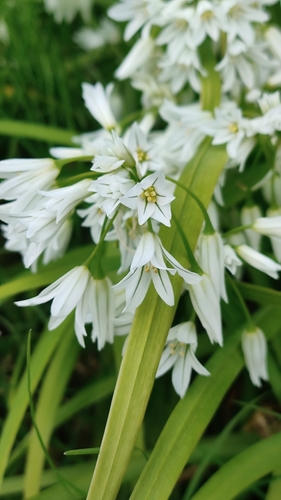 Three-cornered garlic
