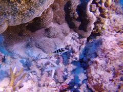 Paraluteres prionurus