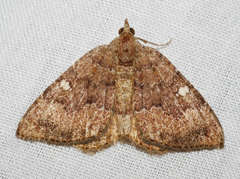 Chrysolarentia heteroleuca