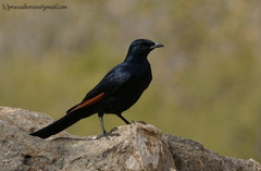 Onychognathus blythii