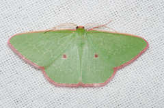 Chlorocoma cadmaria