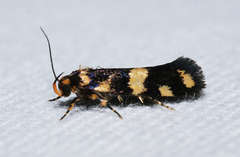 Catadoceta xanthostephana