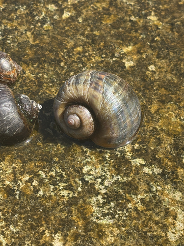Pomacea, 2026-09-27