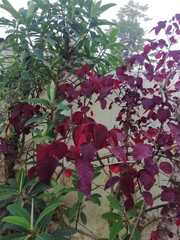 Euphorbia cotinifolia