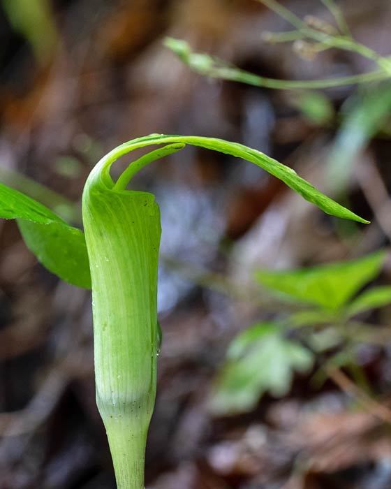 Five-leaved Jack-in-the-pulpit