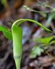 Five-leaved Jack-in-the-Pulpit - Photo (c) Rich Stevenson, some rights reserved (CC BY-NC), uploaded by Rich Stevenson