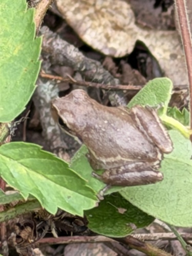 Squirrel Tree Frog