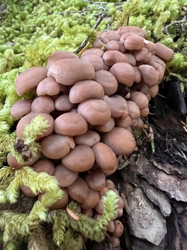 Connopus acervatus observed 2026-09-27