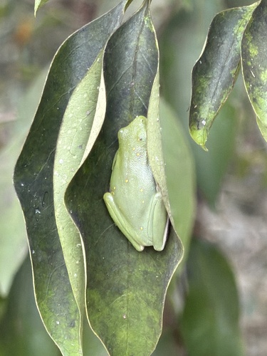 Green Treefrog