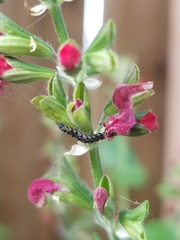 Pyrausta inornatalis