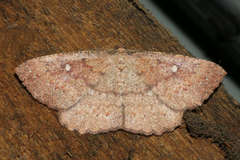 Casbia melanops