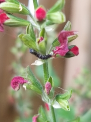 Pyrausta inornatalis