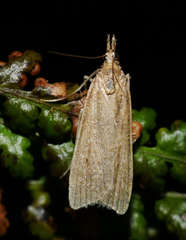 Calamotropha paludella