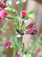 Pyrausta inornatalis