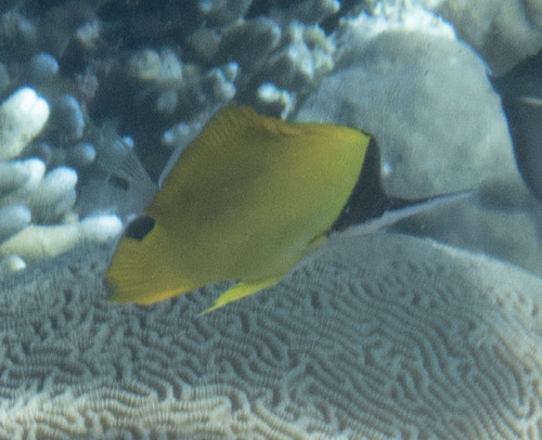 Forcipiger longirostris observed 2026-09-15