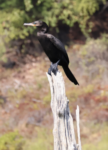 Neotropic Cormorant