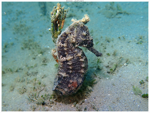 Hippocampus kuda observed 2026-09-26