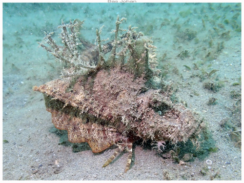 Inimicus didactylus observed 2026-09-26