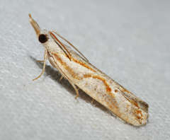 Arotrophora arcuatalis