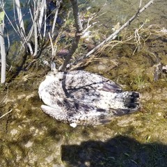 Larus marinus