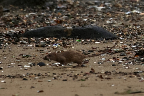 Rat photographed near here on 2026-09-26