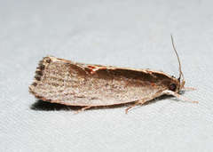 Archaereta dorsivittella