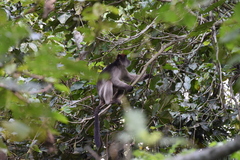 Piliocolobus tephrosceles