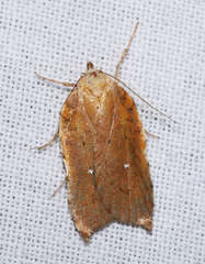 Arachnographa micrastrella