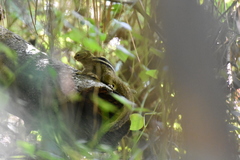 Sciuromorpha