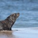 South American Fur Seal - Photo (c) Leo Lagos, some rights reserved (CC BY), uploaded by Leo Lagos