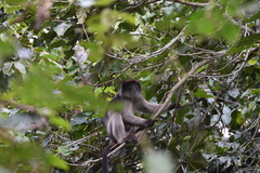 Piliocolobus tephrosceles