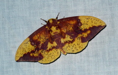 Eacles imperialis