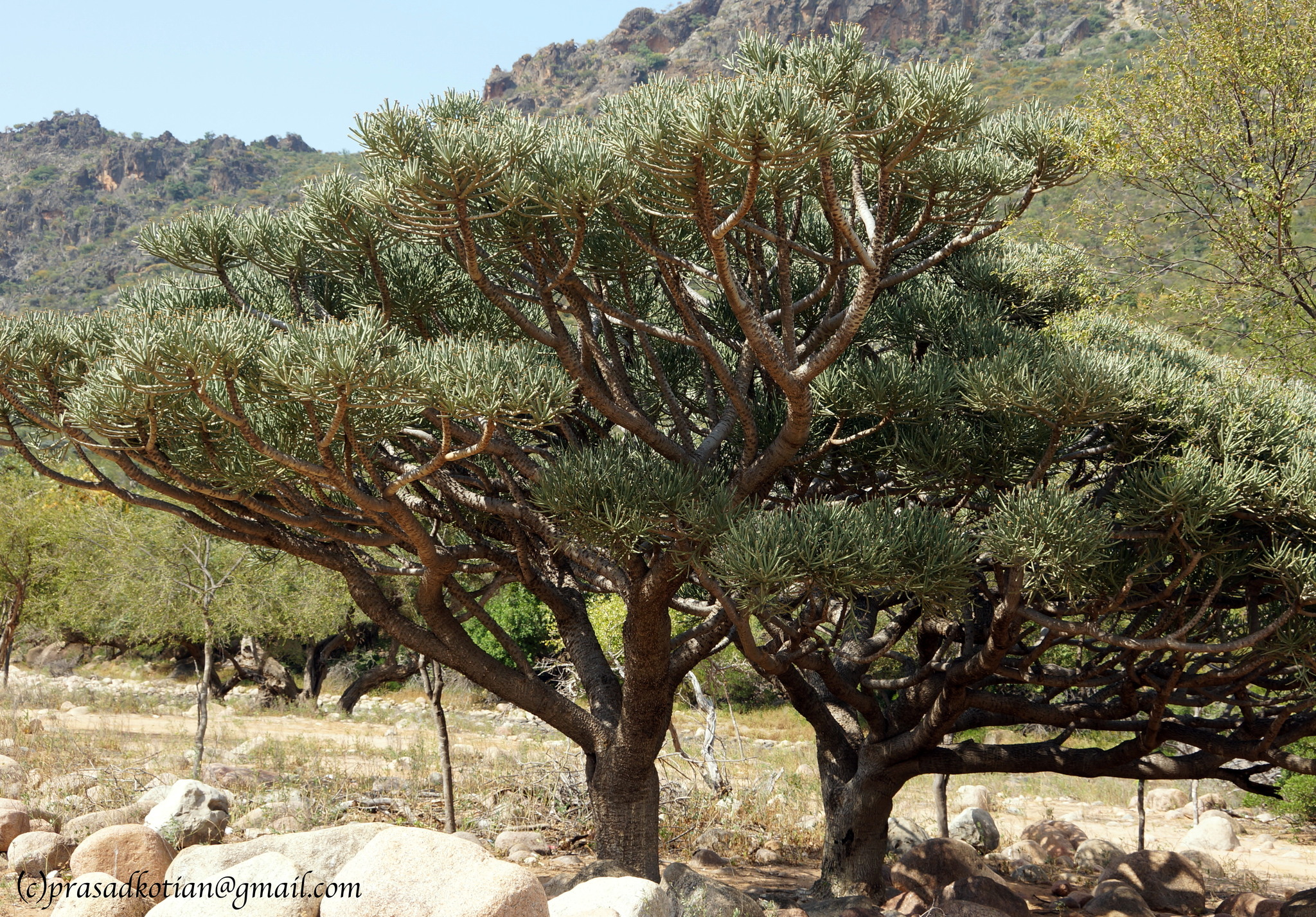 Euphorbia arbuscula