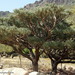 Euphorbia arbuscula - Photo (c) prasadkotian, μερικά δικαιώματα διατηρούνται (CC BY-NC)